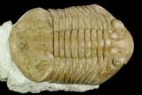 Large, Asaphus Plautini Trilobite - Russia #125503-2
